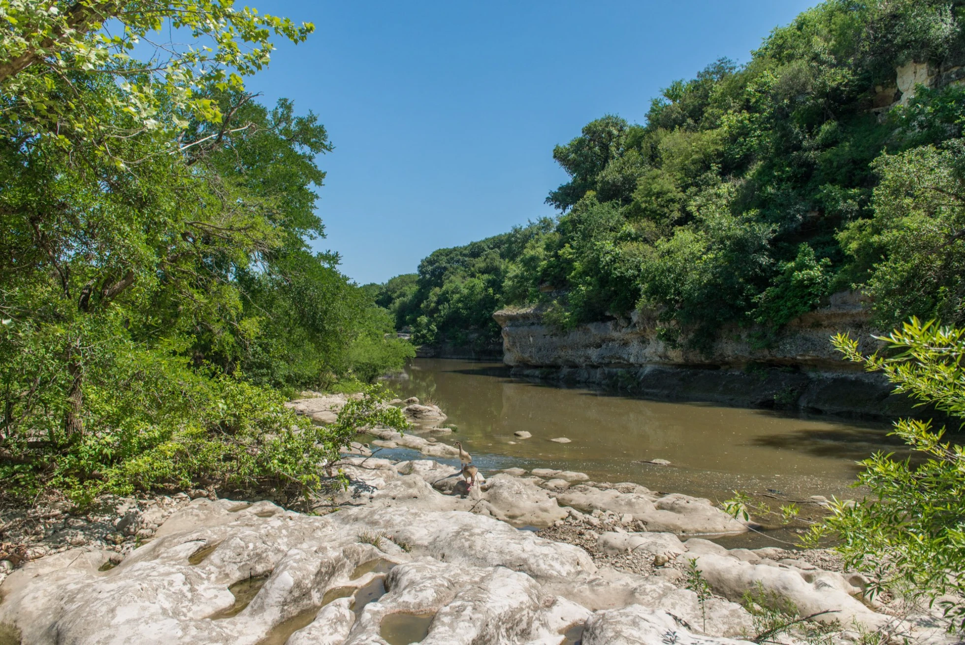 cibolo creek