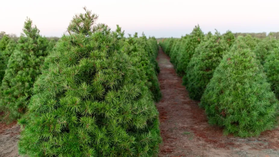 the elgin christmas tree farm
